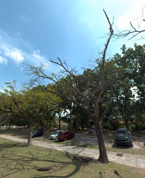 tree photo
