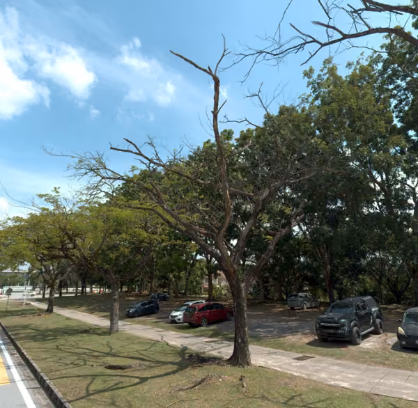 tree photo