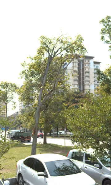 tree photo