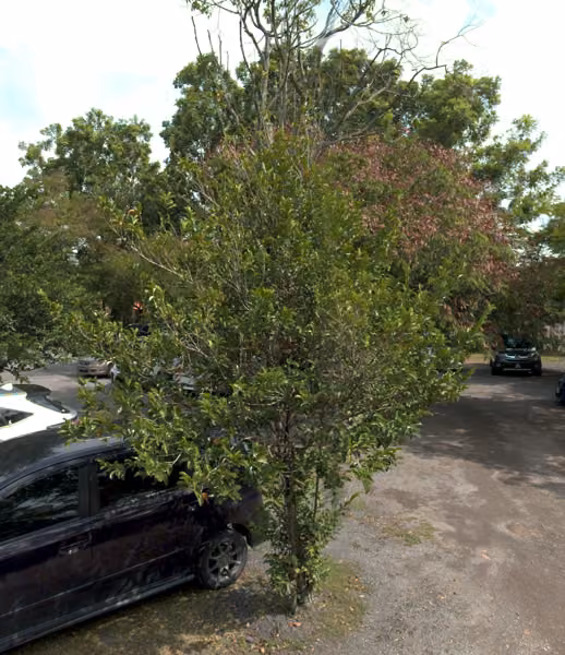 tree photo
