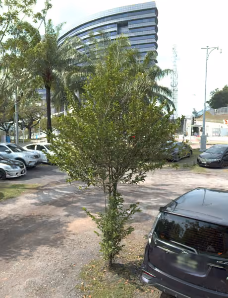 tree photo