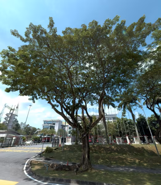 tree photo