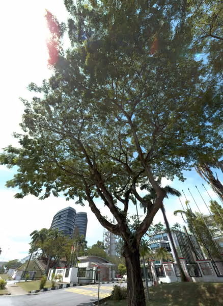 tree photo