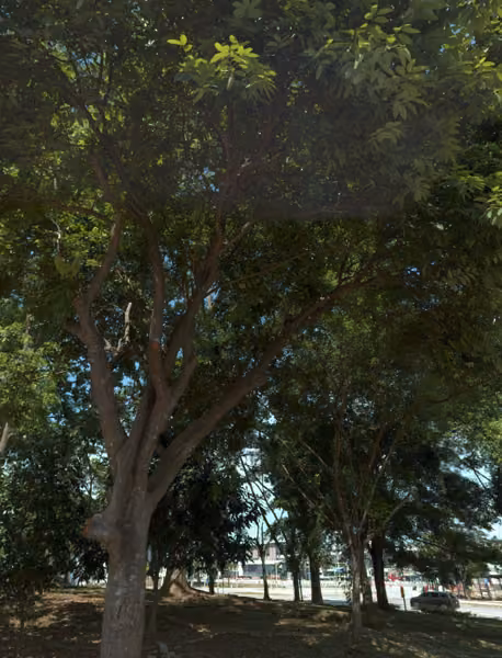 tree photo