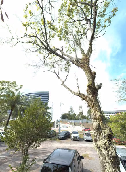 tree photo