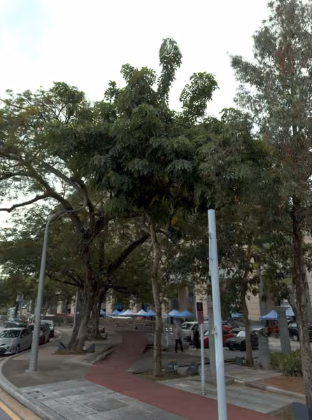tree photo