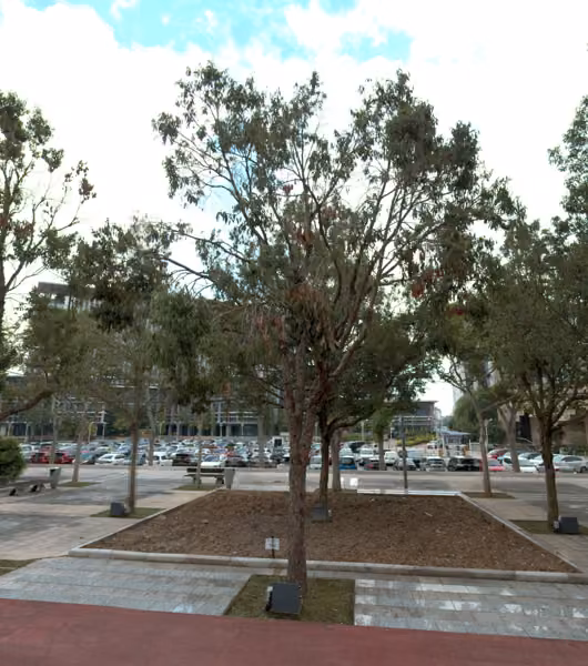 tree photo