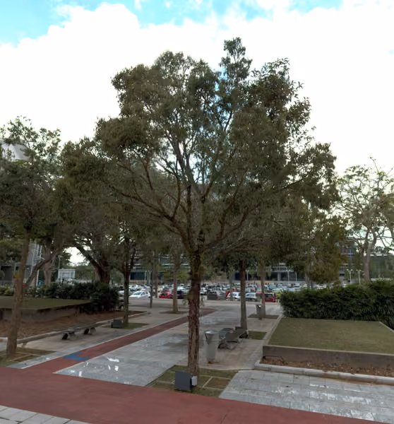 tree photo