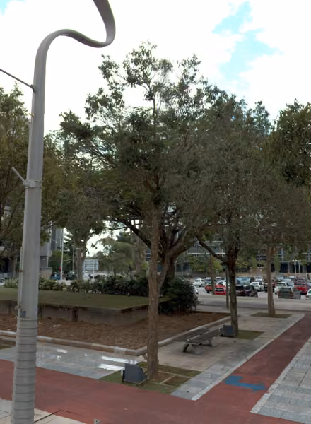tree photo