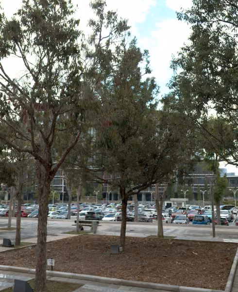 tree photo