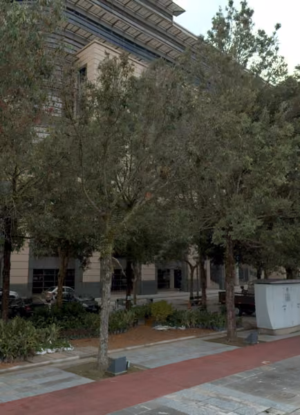 tree photo