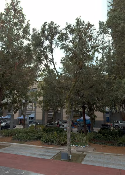 tree photo