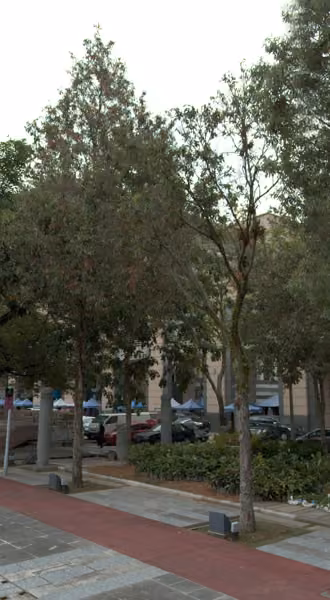 tree photo