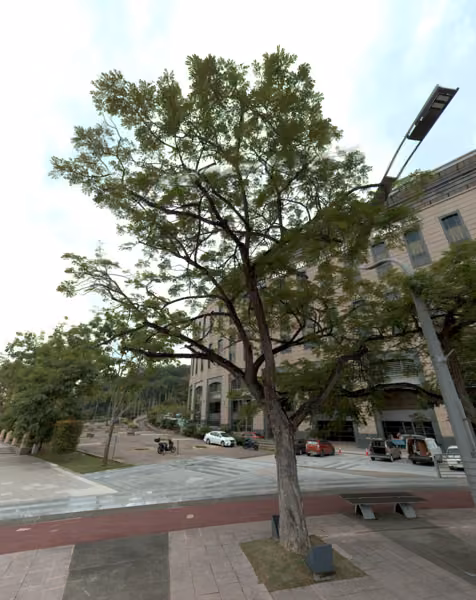 tree photo