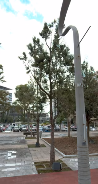 tree photo