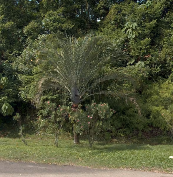 tree photo