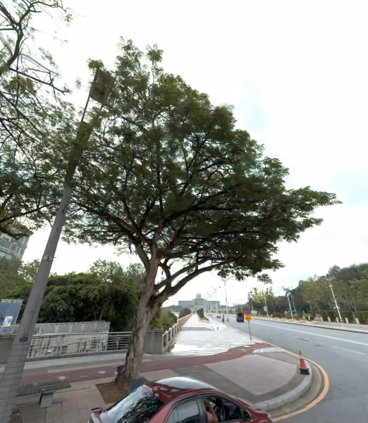tree photo