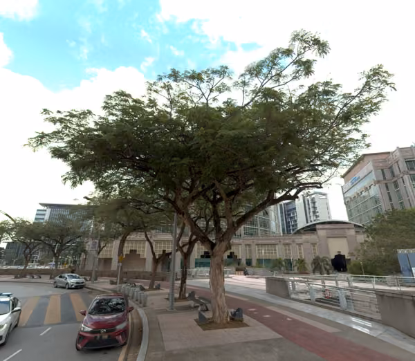 tree photo