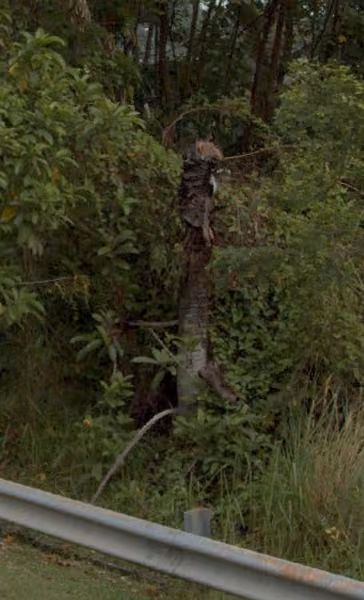 tree photo