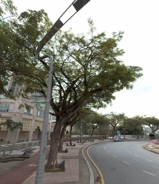 tree photo