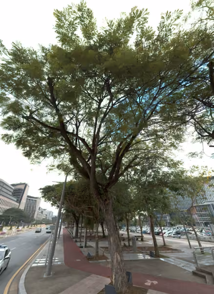 tree photo