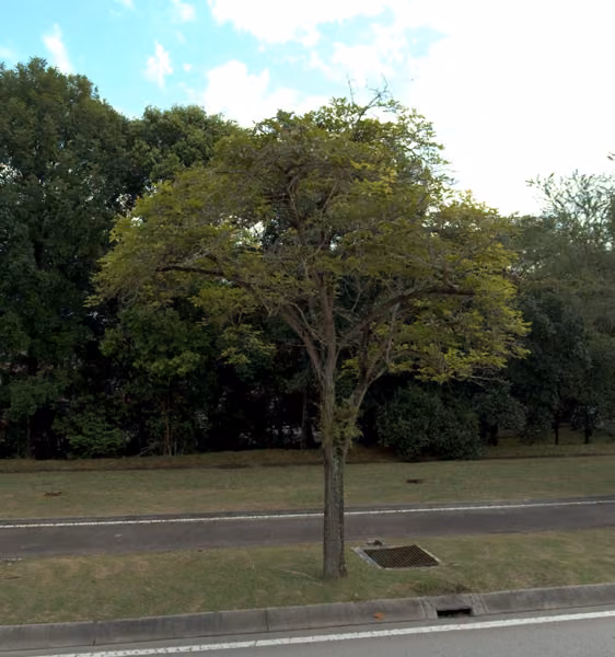 tree photo