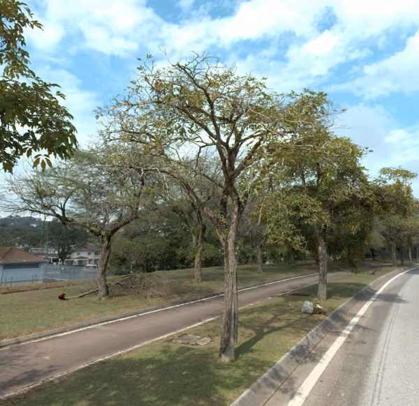 tree photo