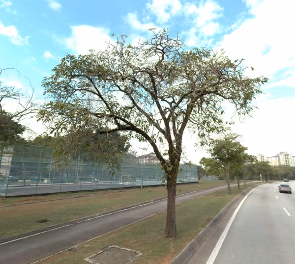 tree photo