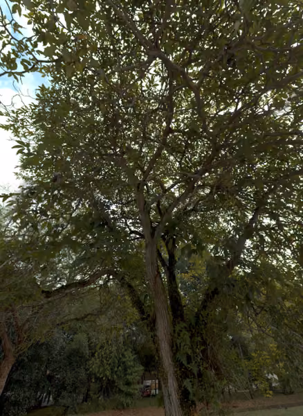 tree photo
