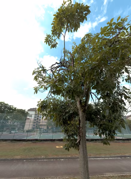 tree photo