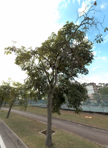 tree photo