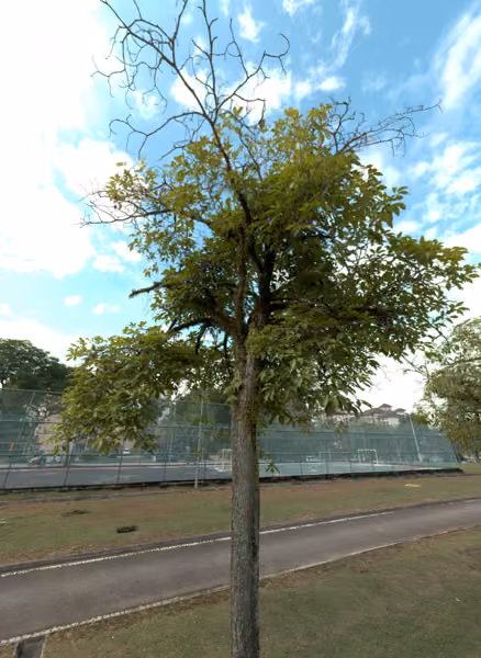 tree photo