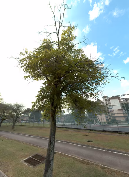 tree photo