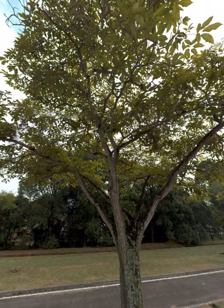 tree photo