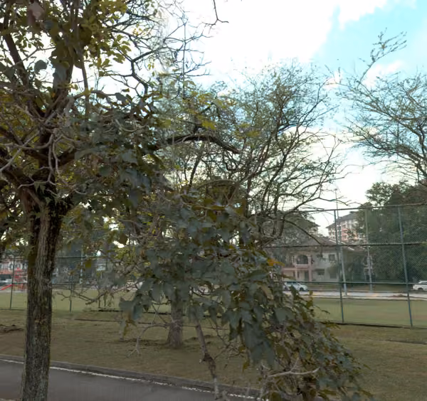 tree photo
