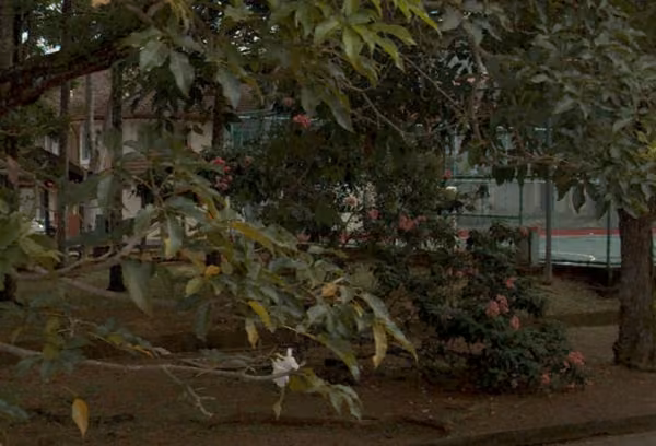 tree photo