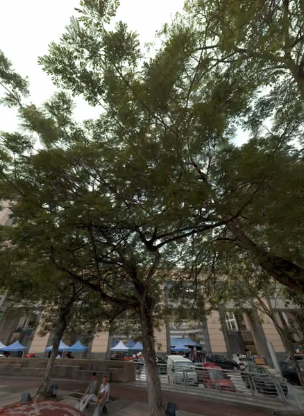 tree photo