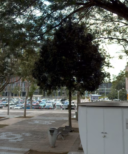 tree photo