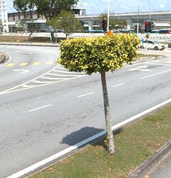 tree photo