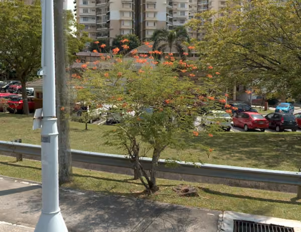 tree photo
