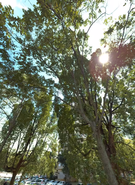 tree photo