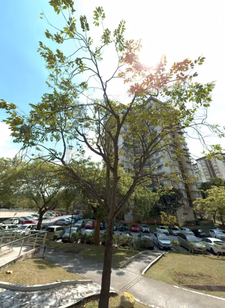 tree photo