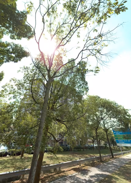 tree photo