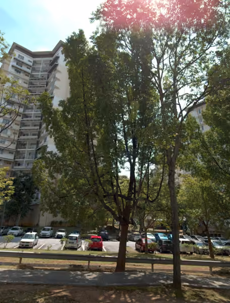 tree photo