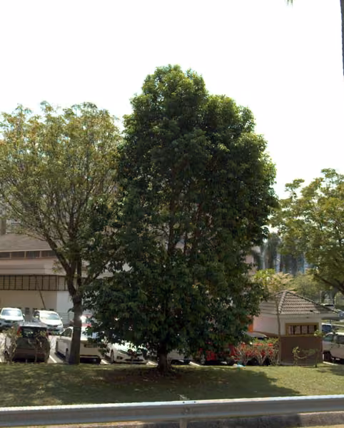 tree photo