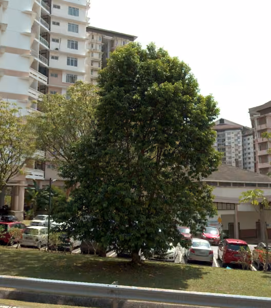 tree photo