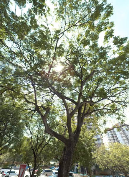 tree photo