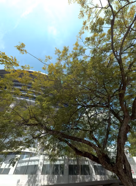 tree photo