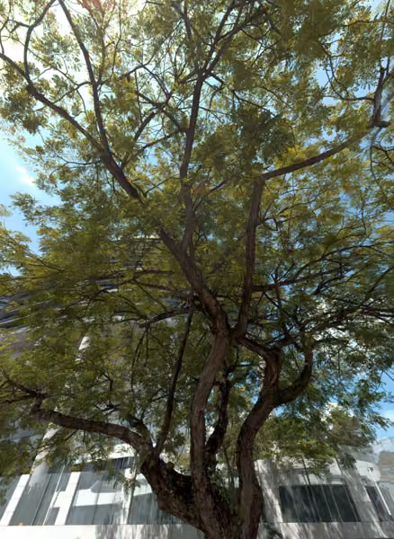 tree photo