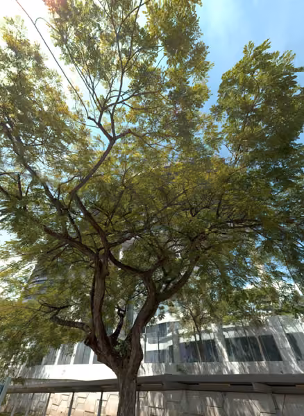 tree photo